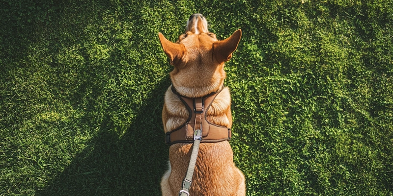 Front-clip and back-clip harness: Dog wearing a front-clip harness.